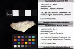 Foto (Objket + Etiketten) von Prosopon sp. 